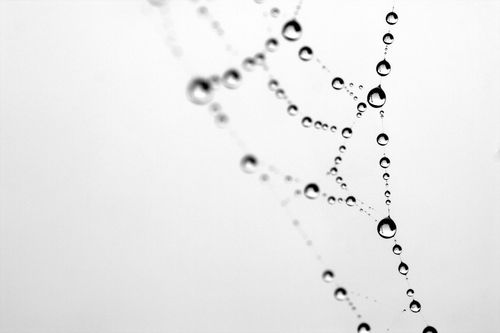 Free Macro shot of raindrops on a delicate spiderweb, highlighting nature's intricate beauty. Stock Photo