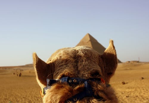 Základová fotografie zdarma na téma cairo, cestování, Egypt