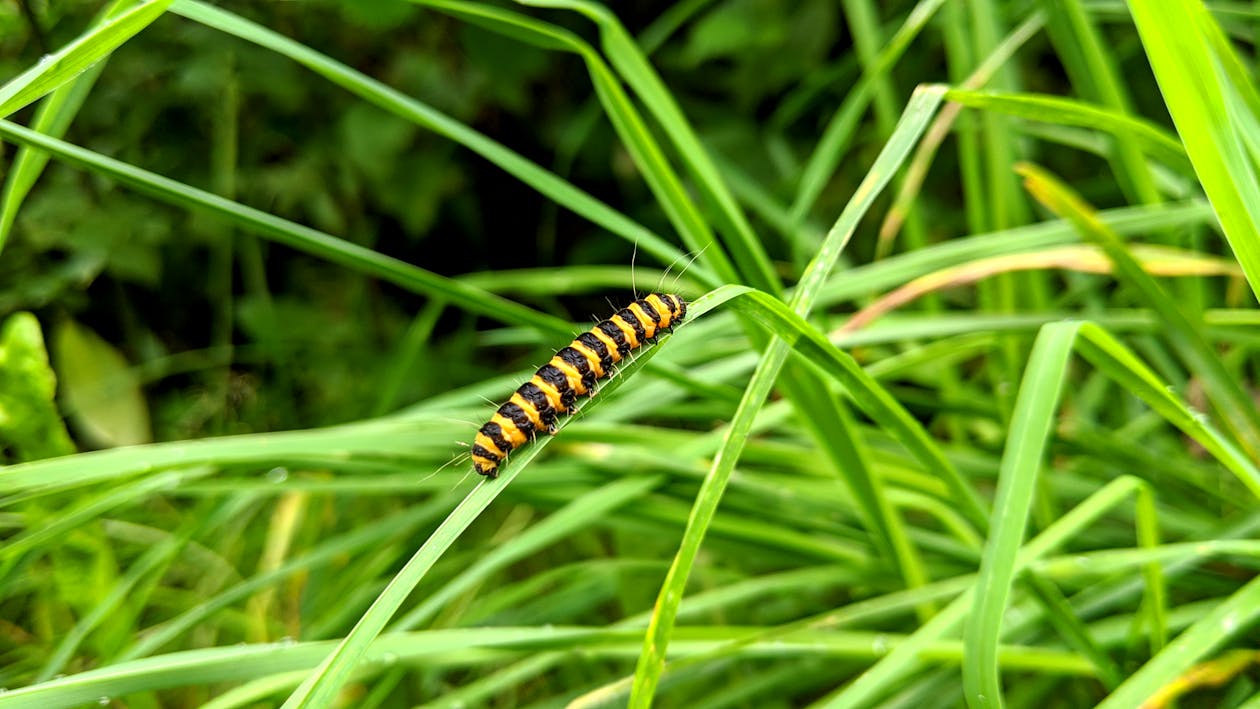Free Black and Yellow Caterpillar on Green Grass Stock Photo