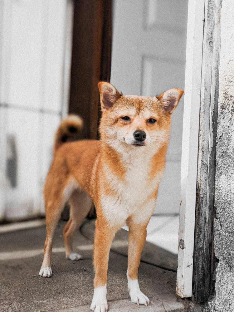 Portrait Of a Cute Shiba Dog