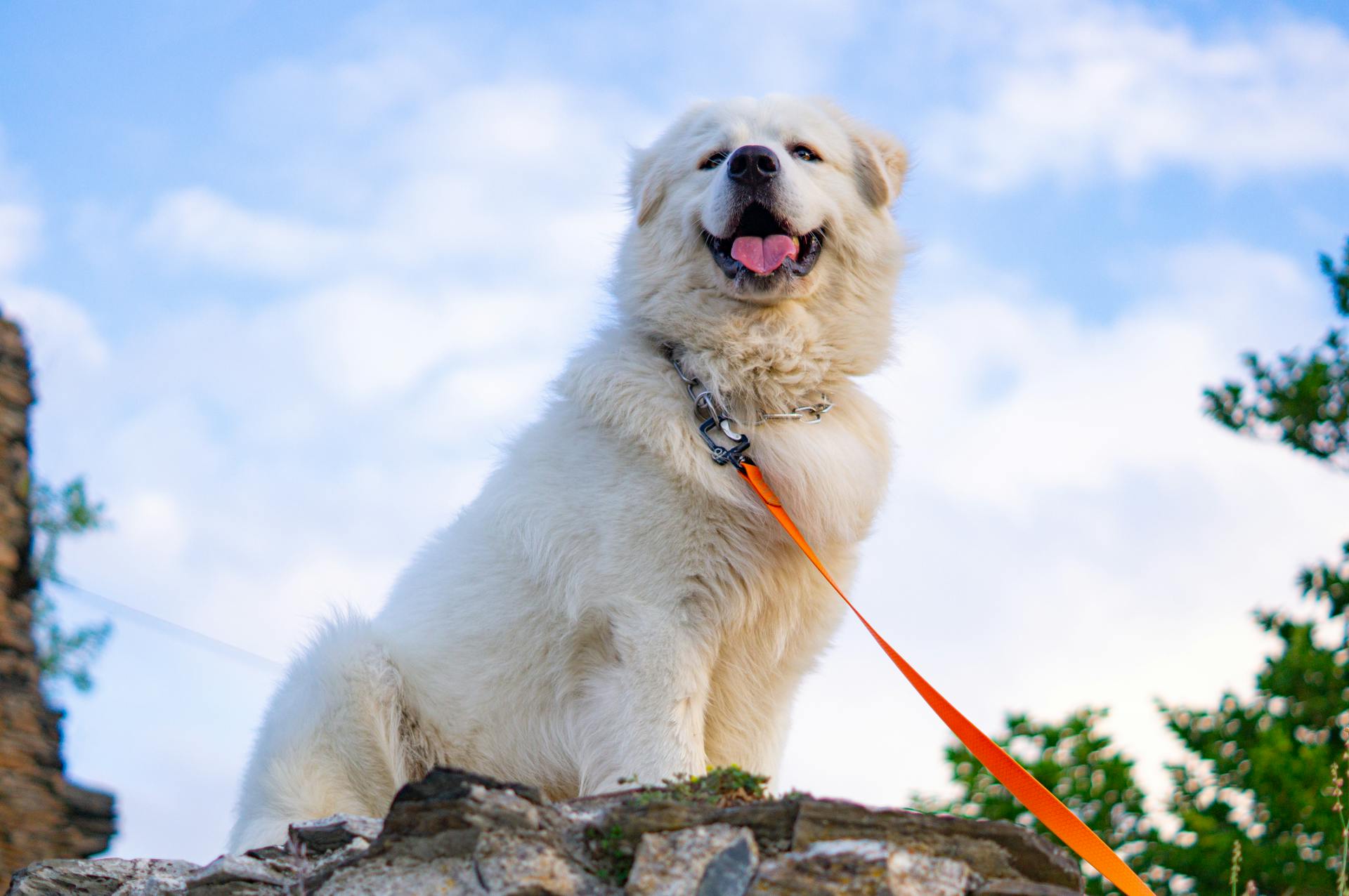 Close Up Photo of a White Dog