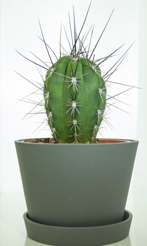 Photos gratuites de cactus, couvert d'épines, croissance