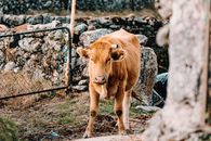 Brown cow near chain link fence and bunch of stones