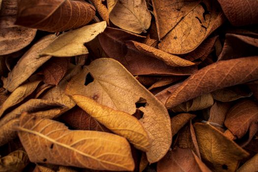 Detailed close-up of dry autumn leaves showcasing rich texture and earthy colors.