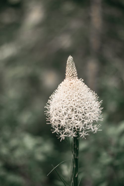Безкоштовне стокове фото на тему «Біла квітка, будяк, вертикальні постріл» стокове фото