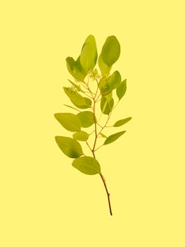 A fresh sprig of eucalyptus leaves isolated on a vibrant yellow background, emphasizing nature's simplicity.