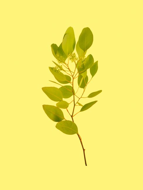 A fresh sprig of eucalyptus leaves isolated on a vibrant yellow background, emphasizing nature's simplicity.