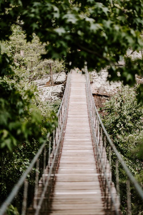 Free A Wooden Bridge in the Forest Stock Photo