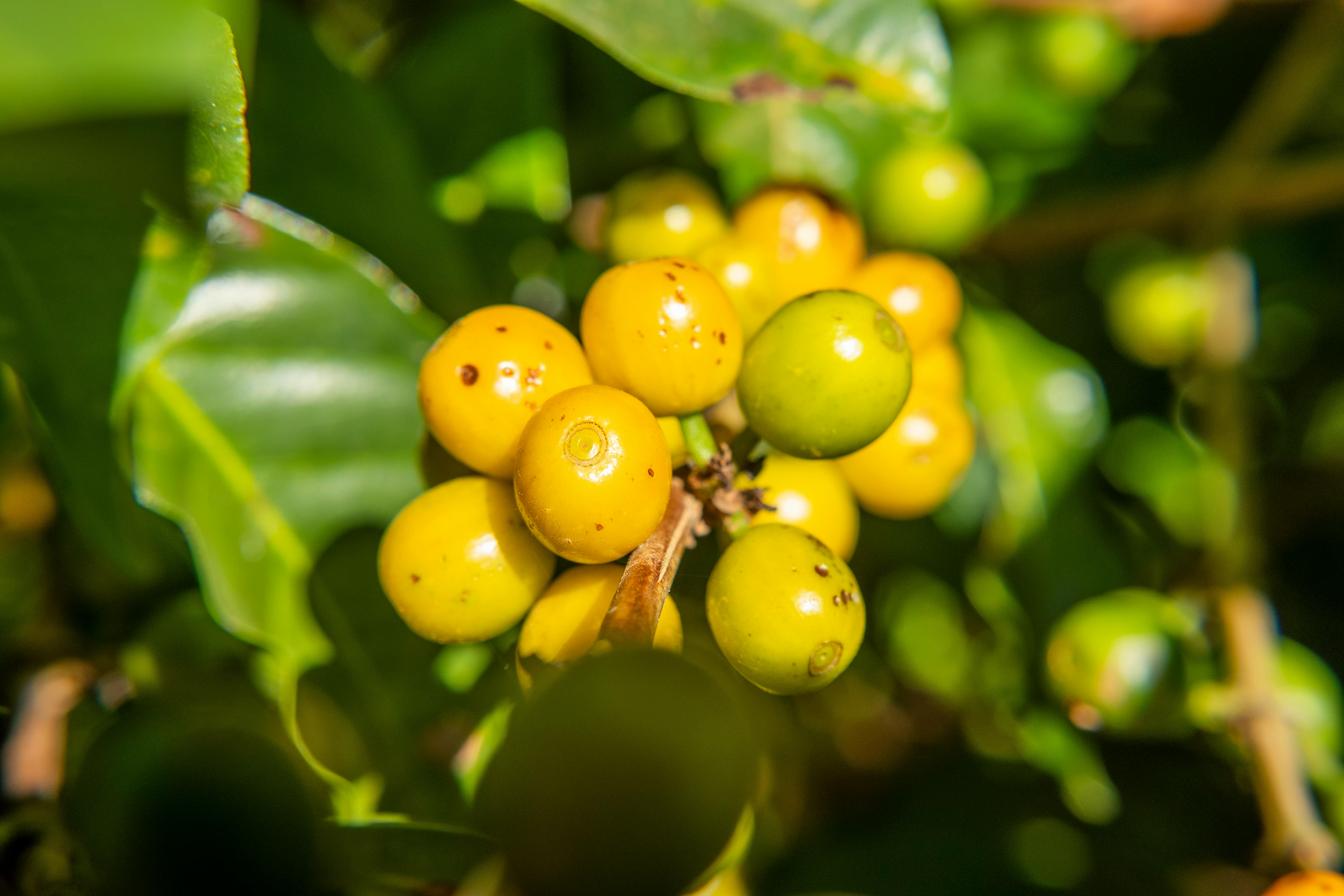 Coffee cherries on a branch