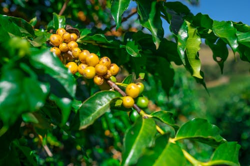 Close-Up Shot of Round Fruits on the Tree