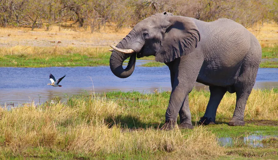 Jour 3 dans le delta de l'Okavango