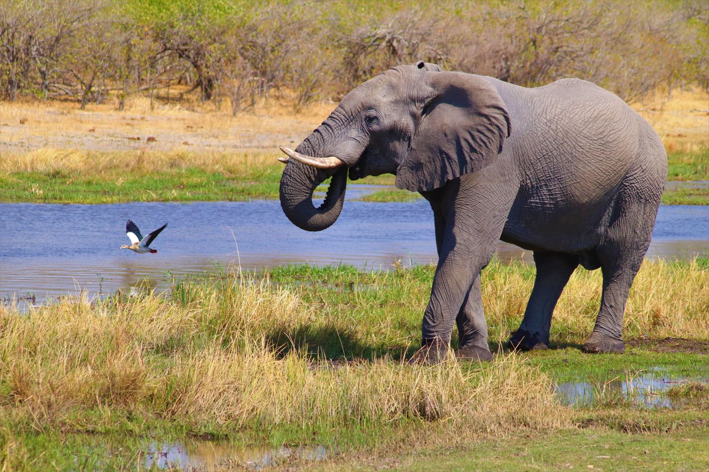 A lone bull African elephant drinking at a waterhole in the Botswana bush under a bright daytime sky