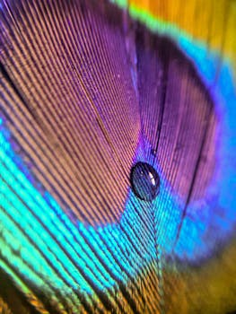 特写镜头中，一根充满活力的羽毛与水滴，展现了光谱的色彩