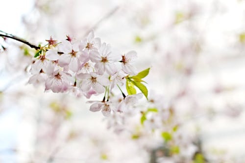無料 白5花びらの花の選択的な写真 写真素材