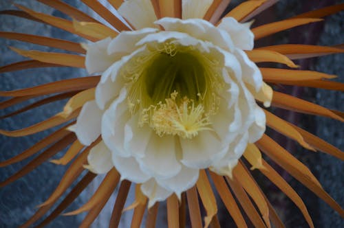 Free stock photo of cactus flower, flower, flowering Stock Photo