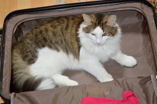 Free stock photo of big cat, suitcase Stock Photo