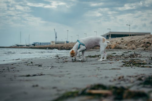 Fotobanka s bezplatnými fotkami na tému domáce zviera, morský breh, pes