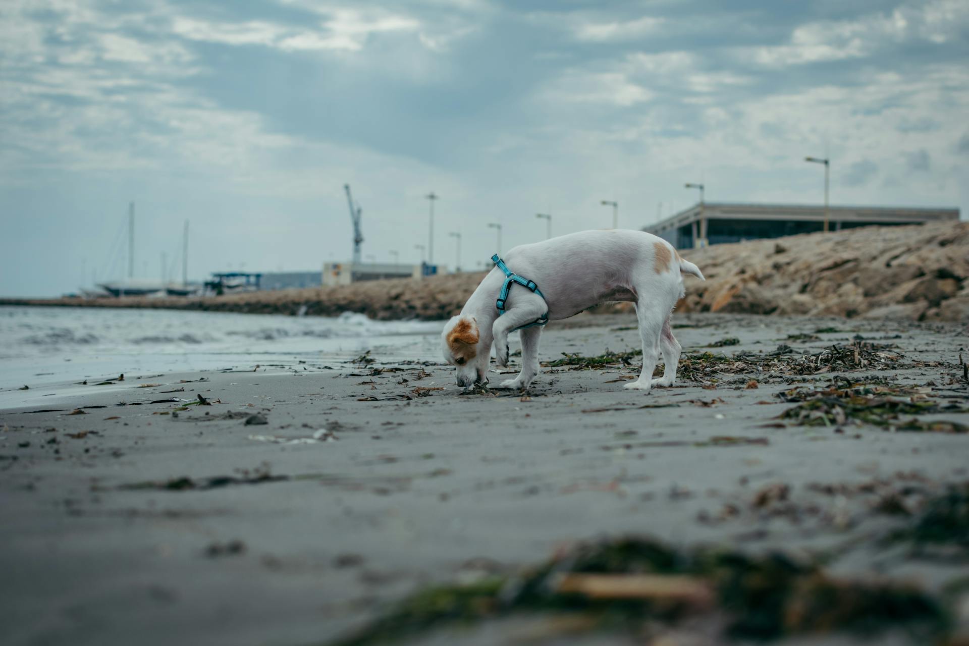 Jack Russell Terrier on Beach Shore