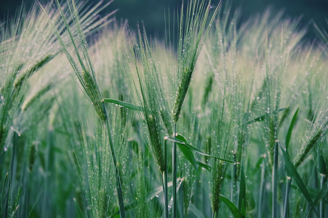 小麥, 牧場, 田 的 免費圖庫相片