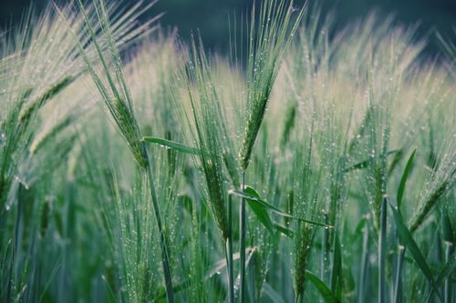 Free Close-up of lush green rye field with dewdrops at dawn, encapsulating natural beauty and freshness. Stock Photo