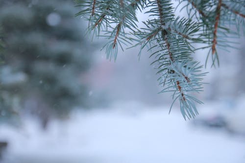 カナダ, クリスマス, クリスマスの雰囲気の無料の写真素材