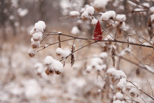 カナダ, クリスマス, クリスマスの雰囲気の無料の写真素材