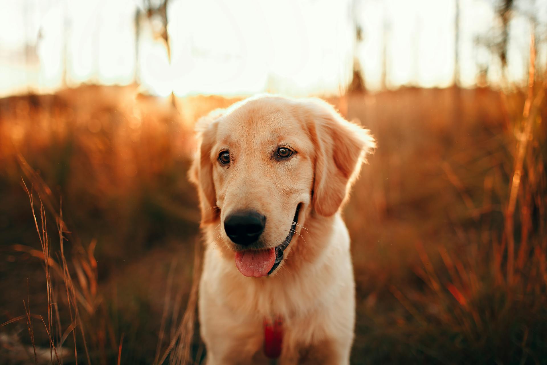 Charming purebred dog with tongue out looking away on grass meadow under shiny sky at sunset in back lit