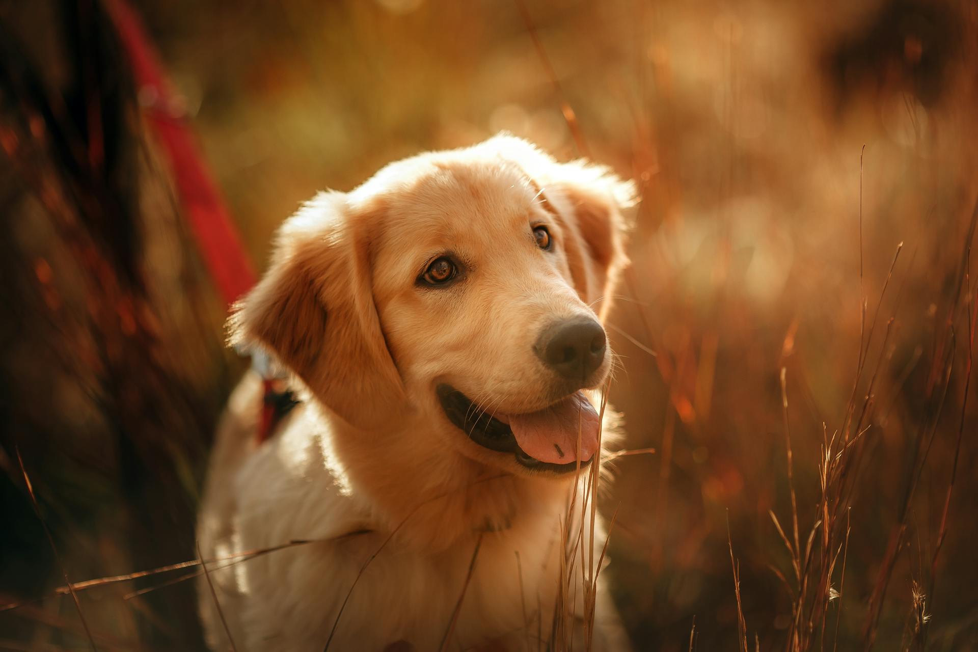 Happy Golden Retriever med öppen mun och tunga står på naturen på en solig dag