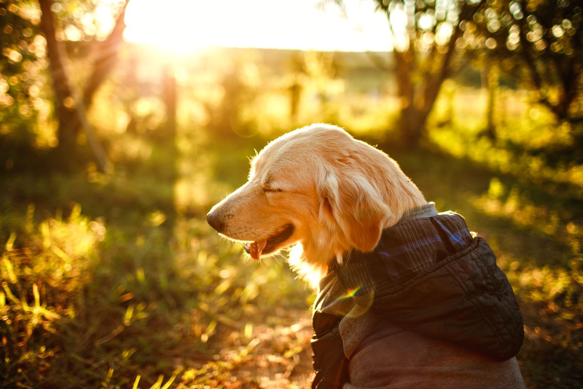 A happy dog sits in a sunny park, matching the goal of keeping diaper care bright, active, and observation-based.