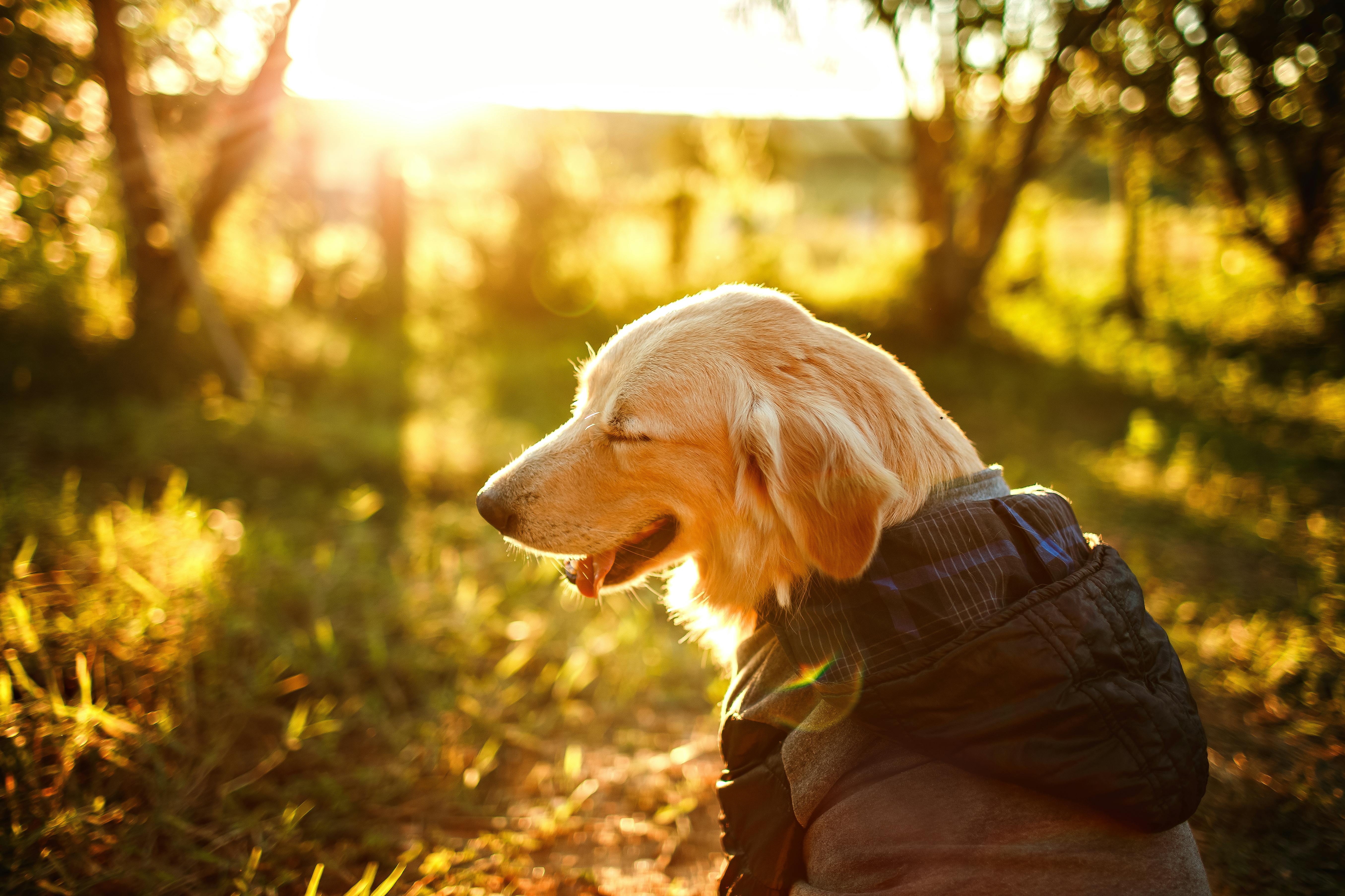 Il Golden Retriever - NaturoPet