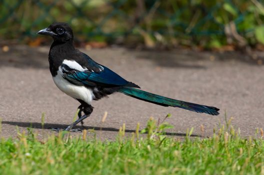 Black and White Bird on Ground