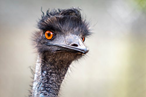 Close Up Shot of an Emu