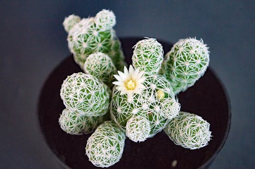 Imagine de stoc gratuită din cactus, cu țepi, floare