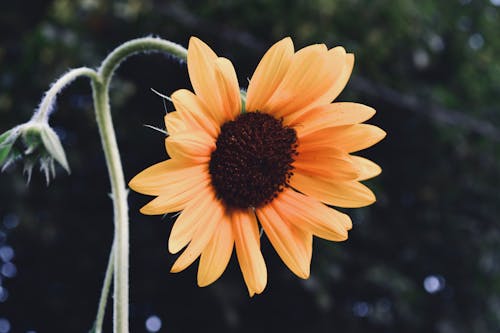 Yellow Sunflower in Bloom