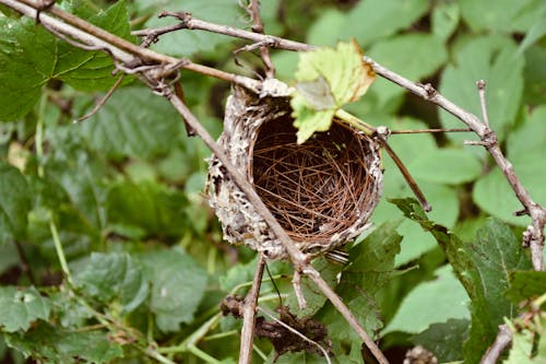 Free Close-Up Shot of a Bird's Nest on a Tree Stock Photo