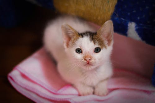 Kitten on Pink Fabric