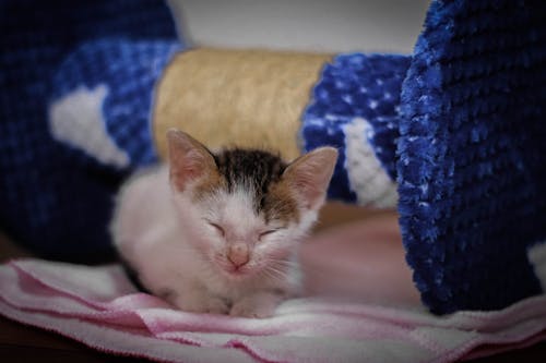 Free Kitten on a Blanket Stock Photo