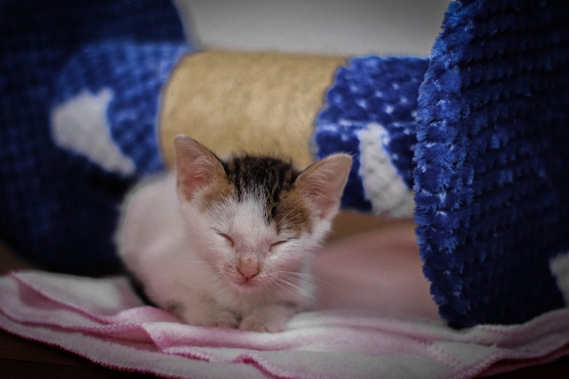 Kitten on a Blanket · Free Stock Photo