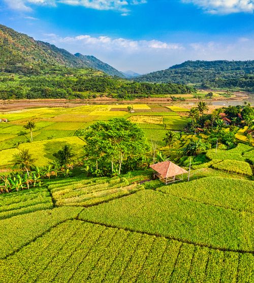 Free Stunning aerial shot of vibrant rice fields and mountains in Purwakarta, West Java, Indonesia. Stock Photo