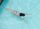 woman swimming