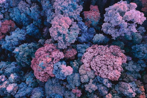 Multicolored coral growing in clear water