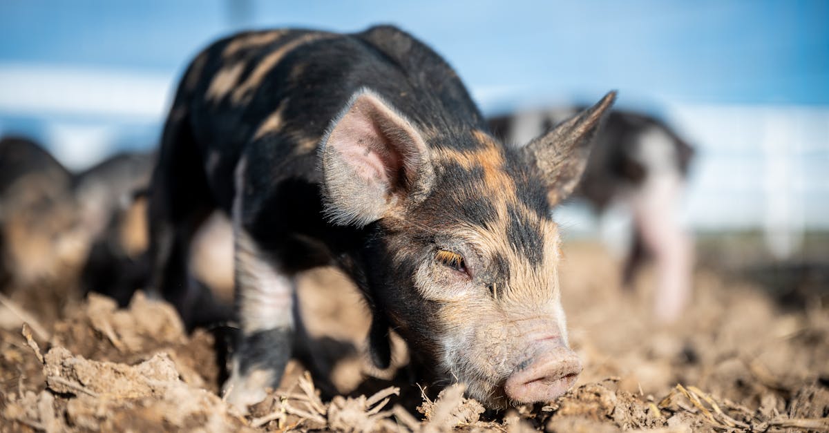 Mini pig sniffing ground in countryside