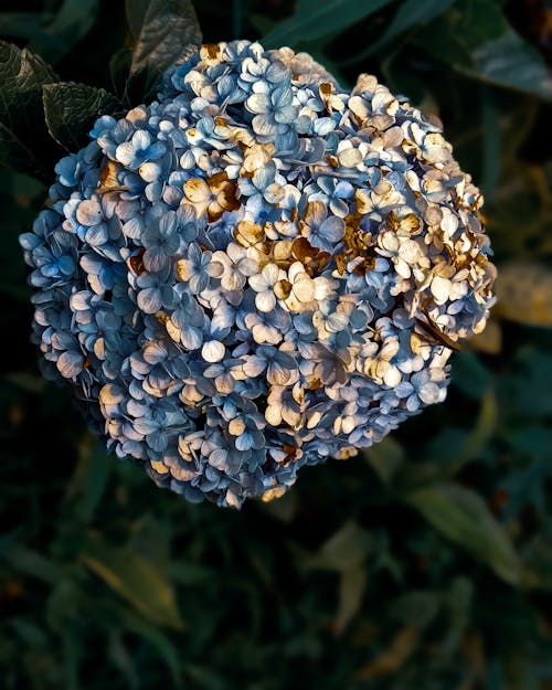 Macro Shot of Blue Flowers