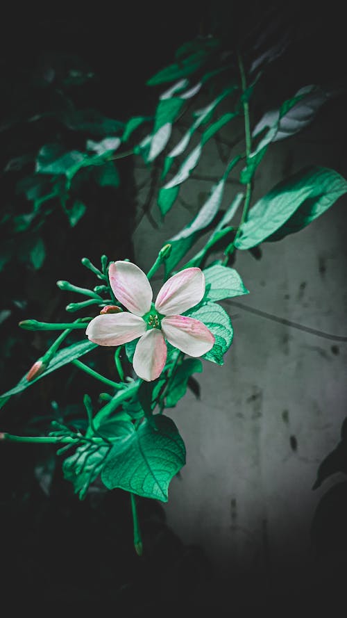 Free stock photo of flower, flowers, green
