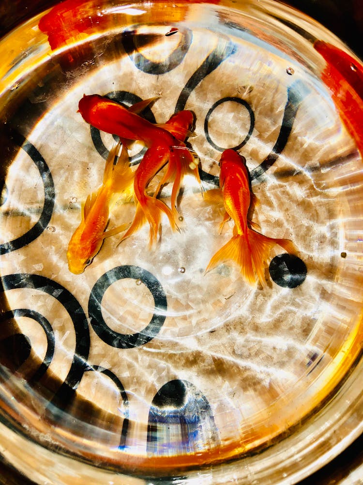 Goldfish Swimming In Tank