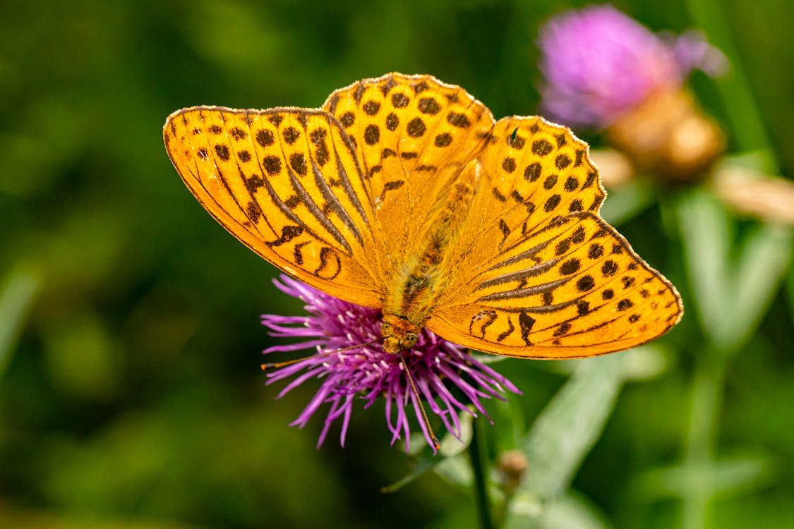 Close-Up Shot of a Yellow Butterfly Perched on a Thistle Flower