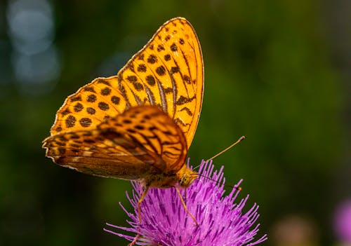 Close-Up Shot of a Yellow Butterfly Perched on a Thistle Flower