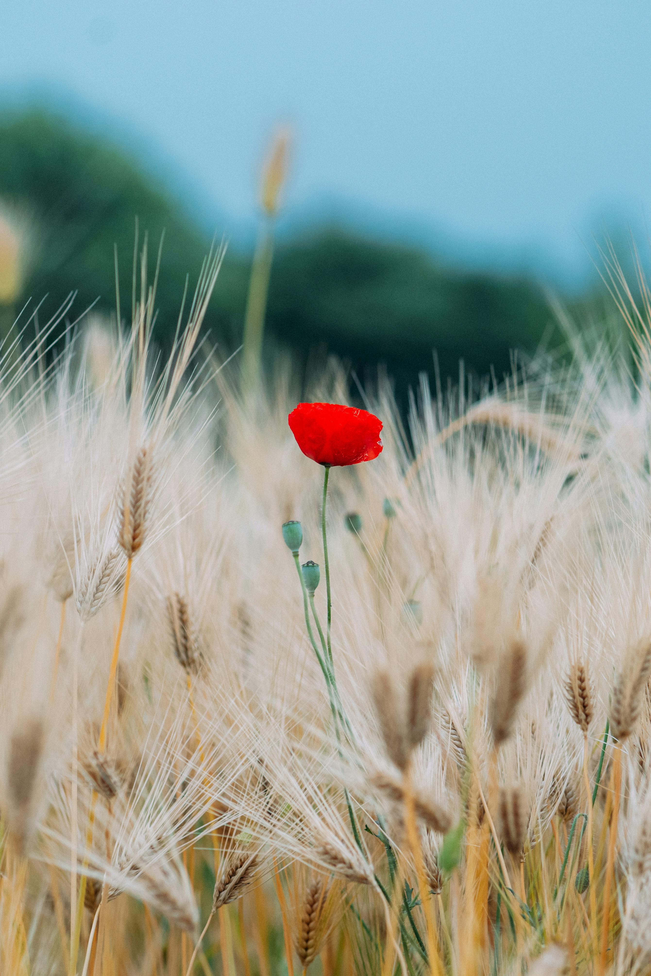 A lone red poppy blooms amidst golden wheat on a bright summer day.