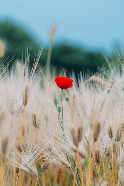 A lone red poppy blooms amidst golden wheat on a bright summer day.