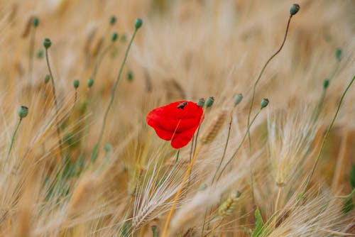 Les 900 Meilleures Photos De Coquelicot Telechargement Gratuit Photos Pexels Les 900 Meilleures Photos De Coquelicot Telechargement Gratuit Photos Pexels